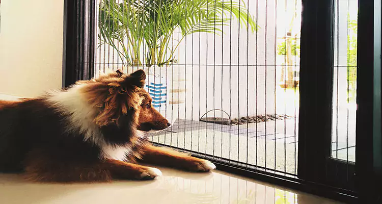 Sliding Screen Pet Door Repair in Lealman, FL