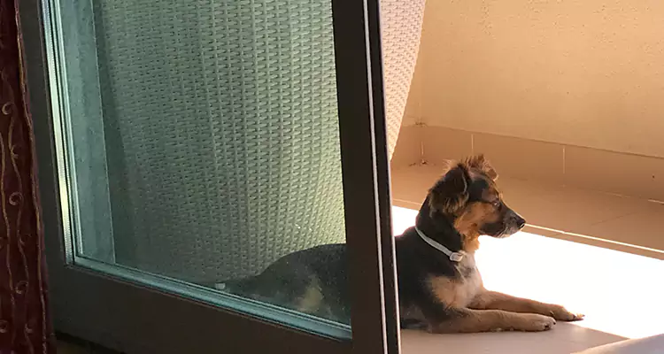 French Door Pet Screen Repair in Lealman, FL